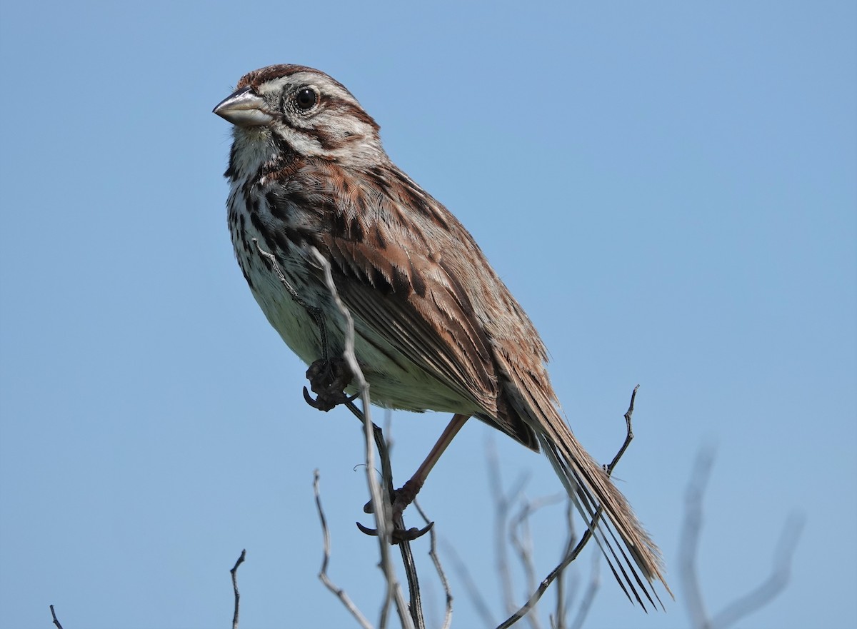 Song Sparrow - ML456979981