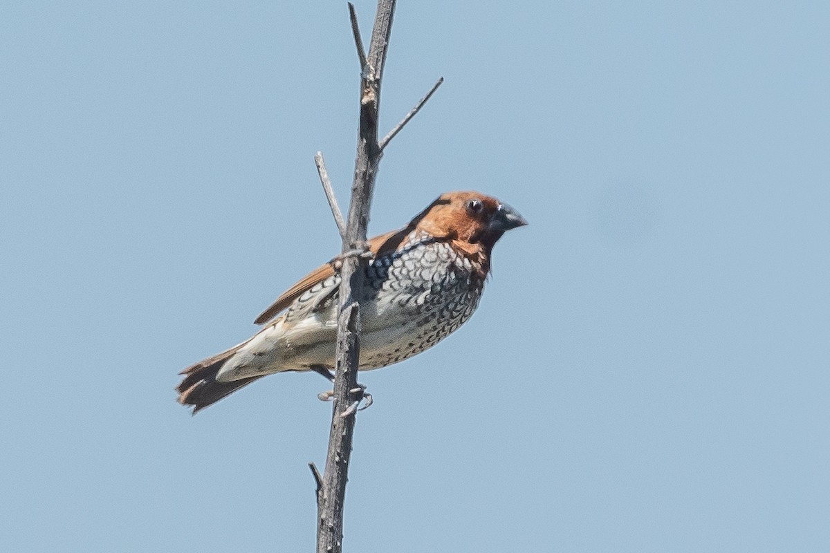 Scaly-breasted Munia - ML456981011