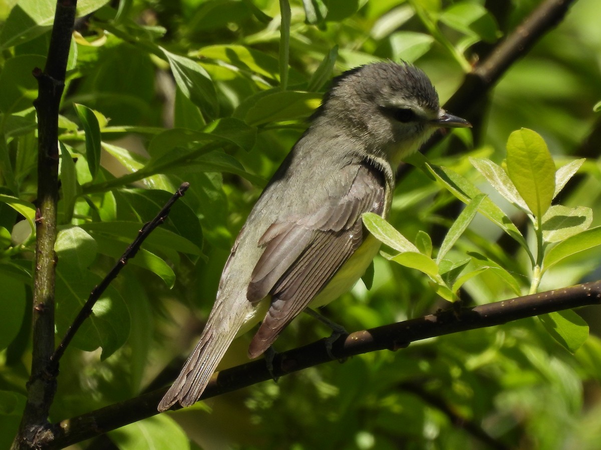 Philadelphia Vireo - ML456981861