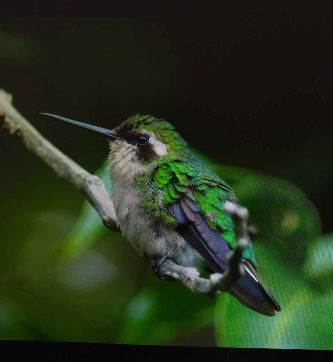 kolibřík chiribiquetský - ML456981931