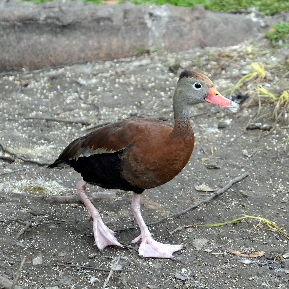 アカハシリュウキュウガモ - ML456982241