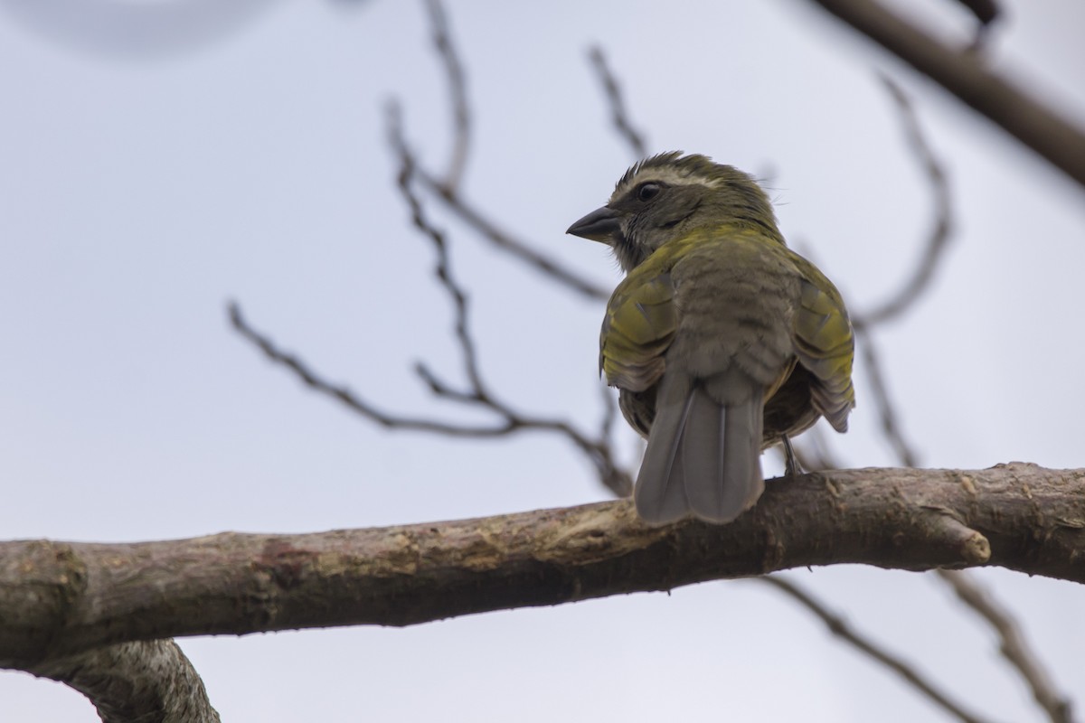 Green-winged Saltator - ML456982551