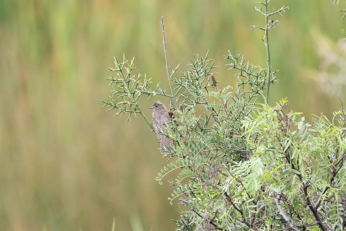 White-crested Elaenia - ML456982741