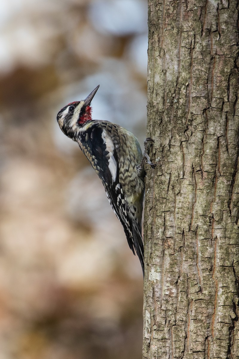 Yellow-bellied Sapsucker - ML456984421
