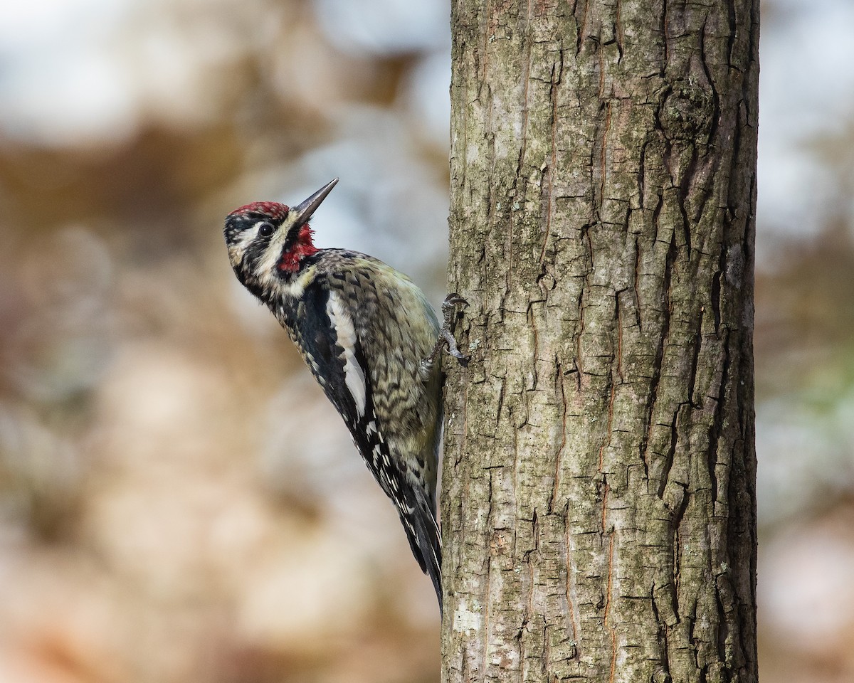 Yellow-bellied Sapsucker - ML456984441