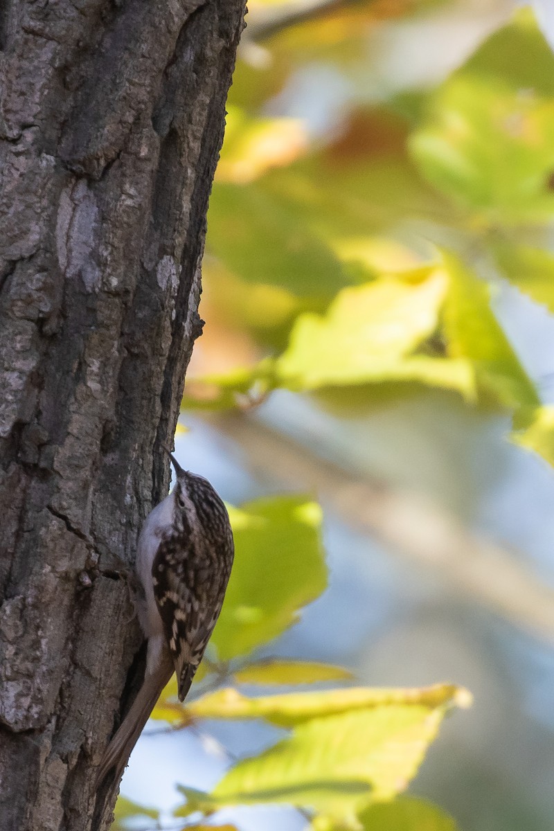 Brown Creeper - ML456986201