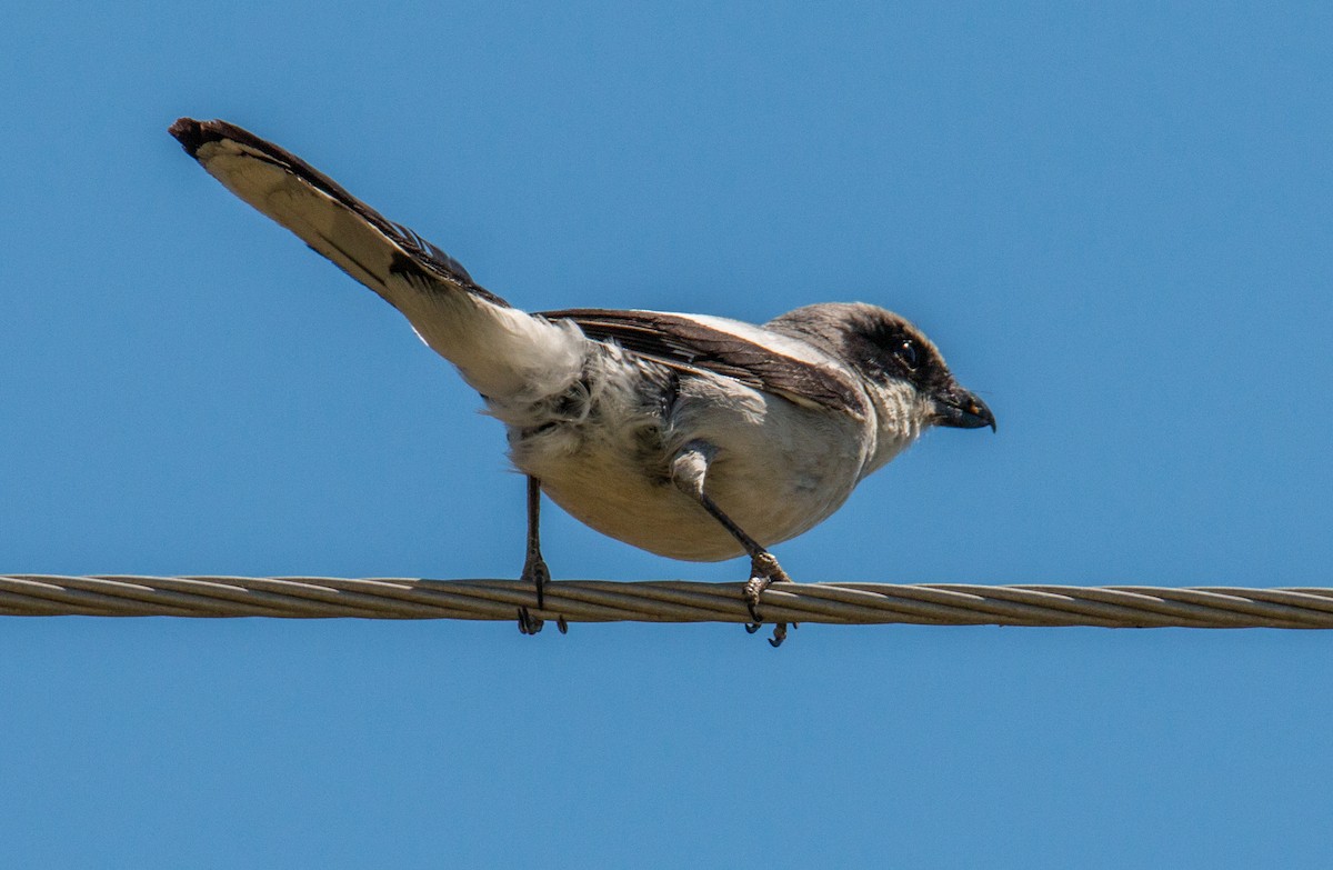 Loggerhead Shrike - ML456986611