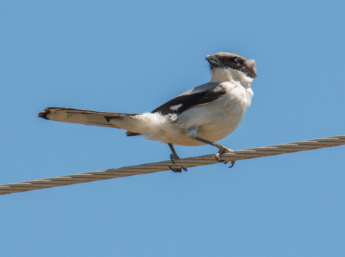 Loggerhead Shrike - ML456986631
