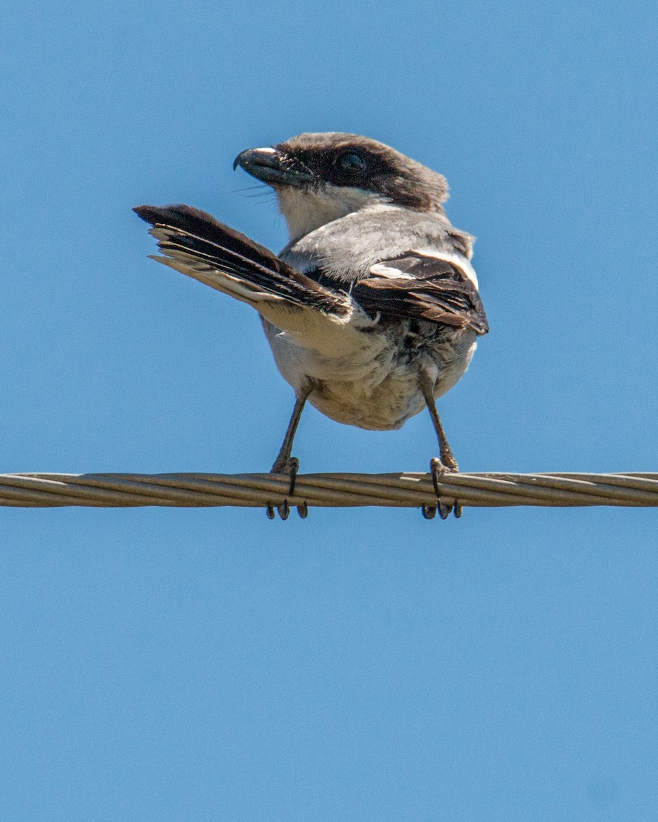 Loggerhead Shrike - ML456986641