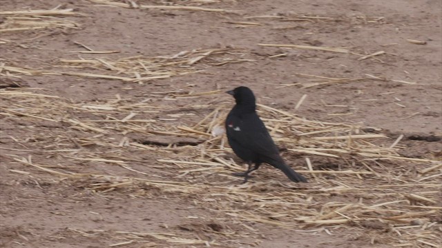 Tricolored Blackbird - ML456986651