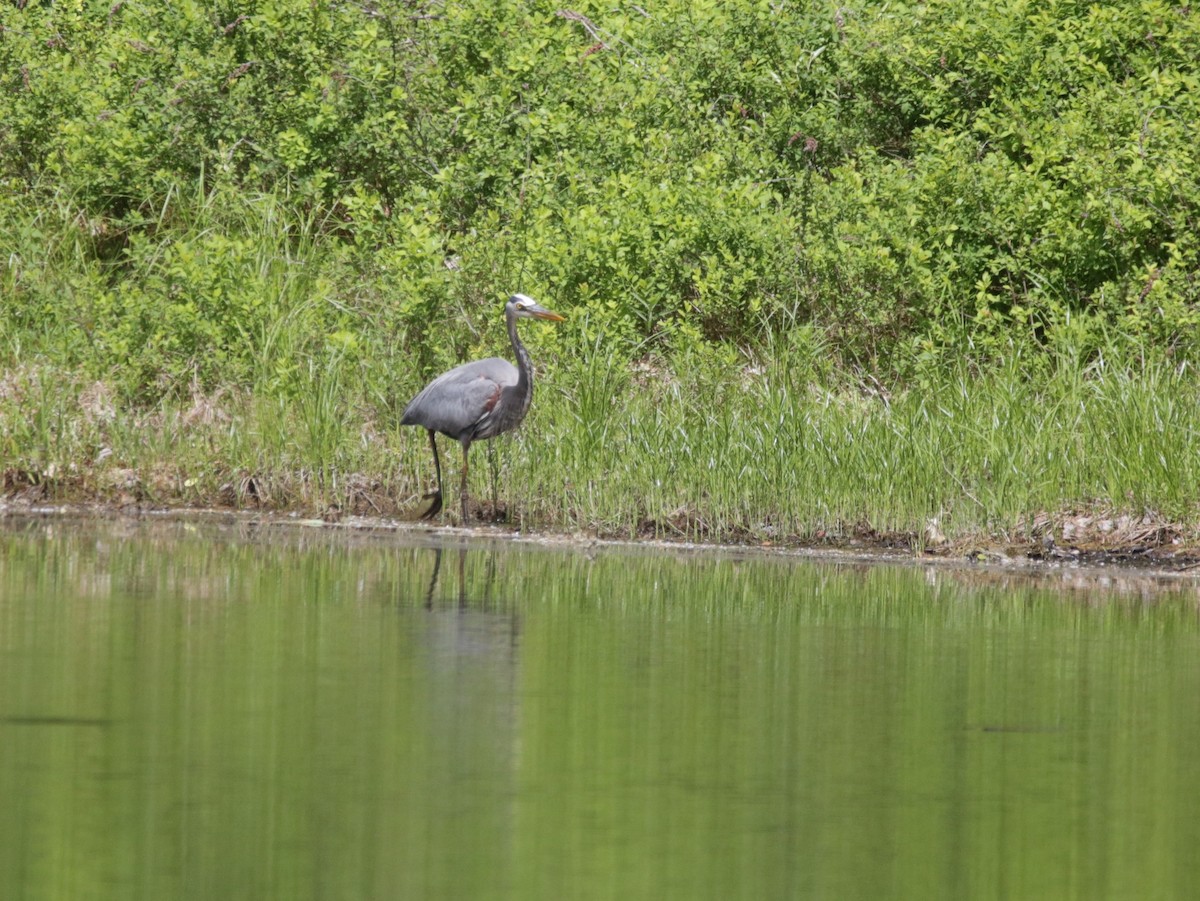 Great Blue Heron - ML456987411