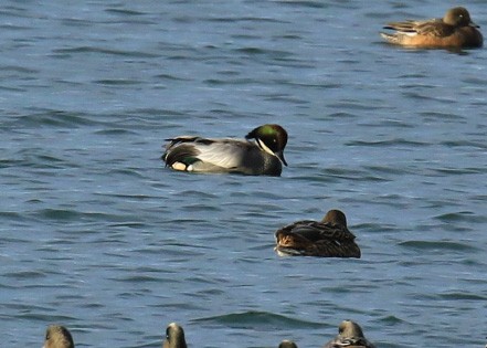 Falcated Duck - Blair Bernson