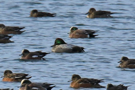 Falcated Duck - Blair Bernson