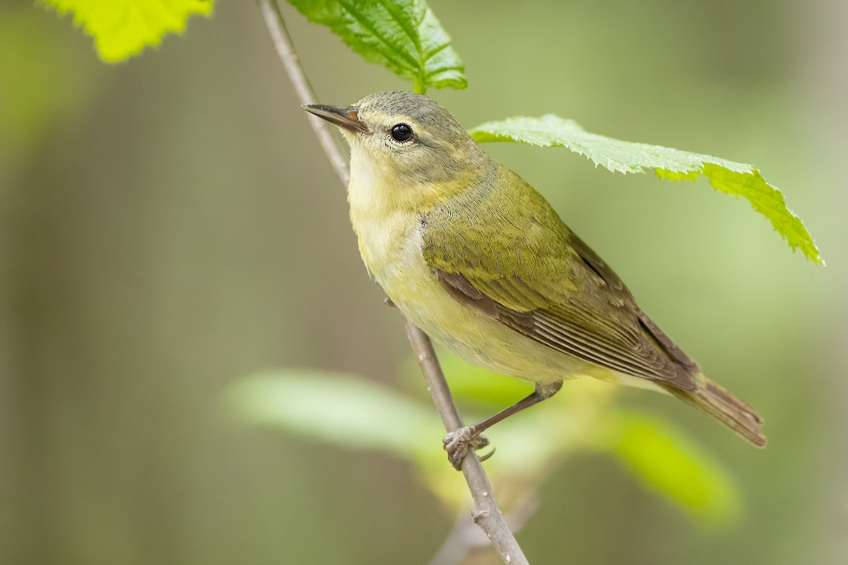 Tennessee Warbler - ML456987841