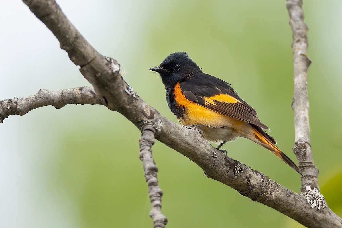 American Redstart - ML456987851