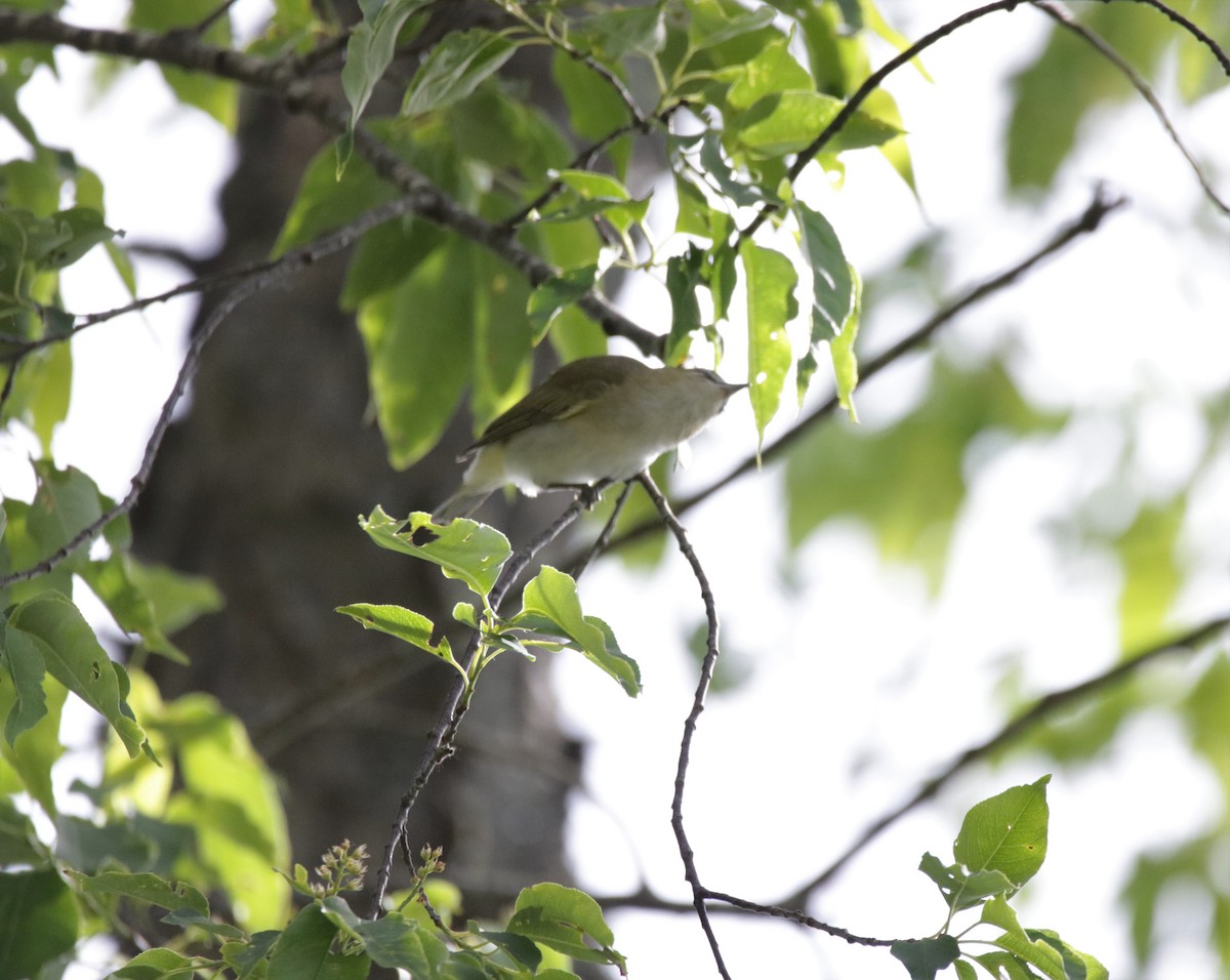 Vireo Ojirrojo - ML456988081