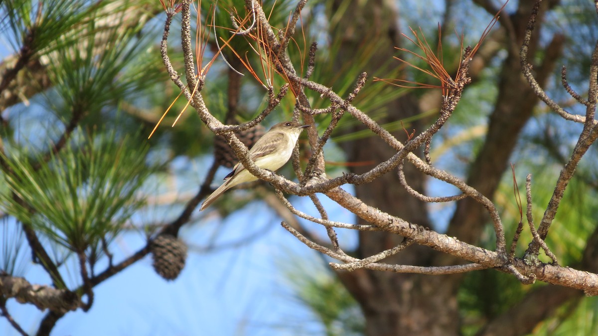 Eastern Phoebe - ML45698841