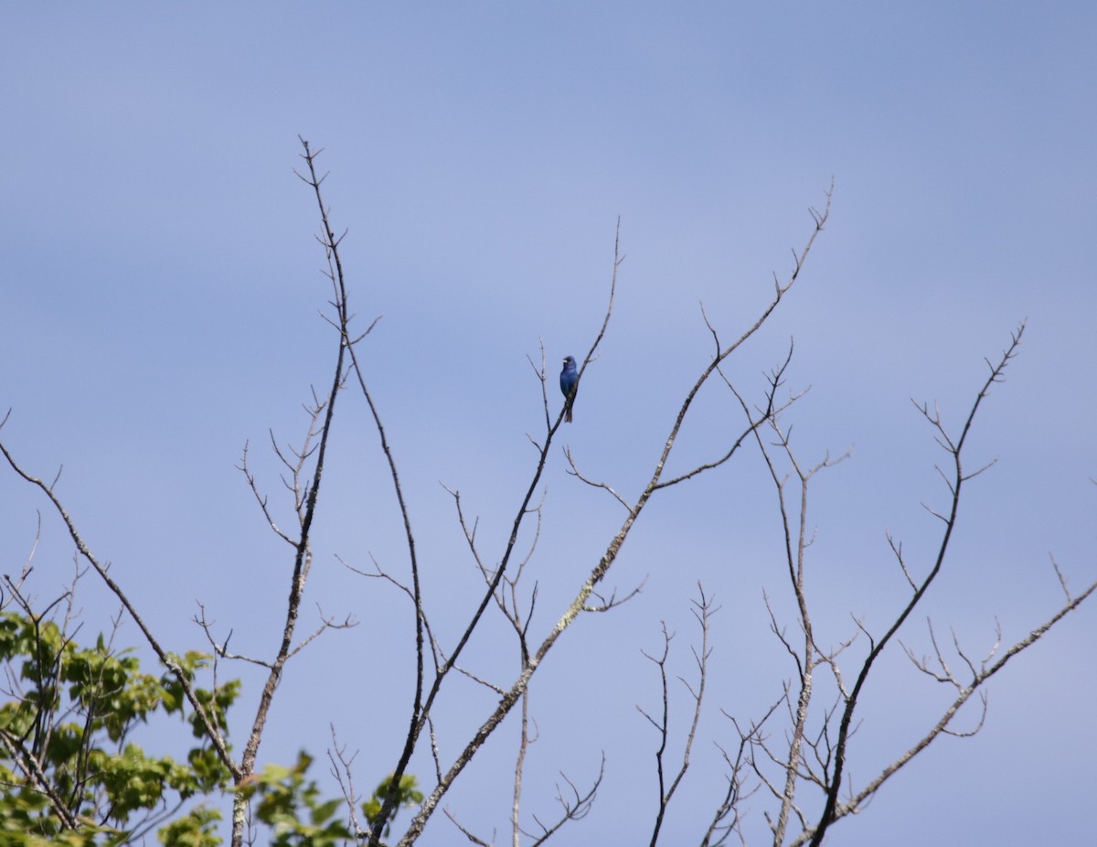 Passerin indigo - ML456988431