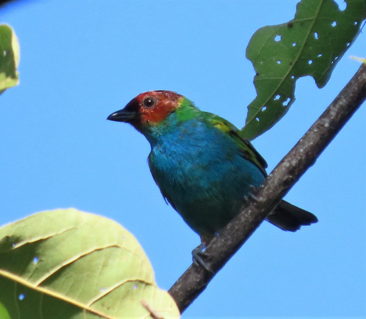 Bay-headed Tanager (Bay-and-blue) - Ann Denburgh