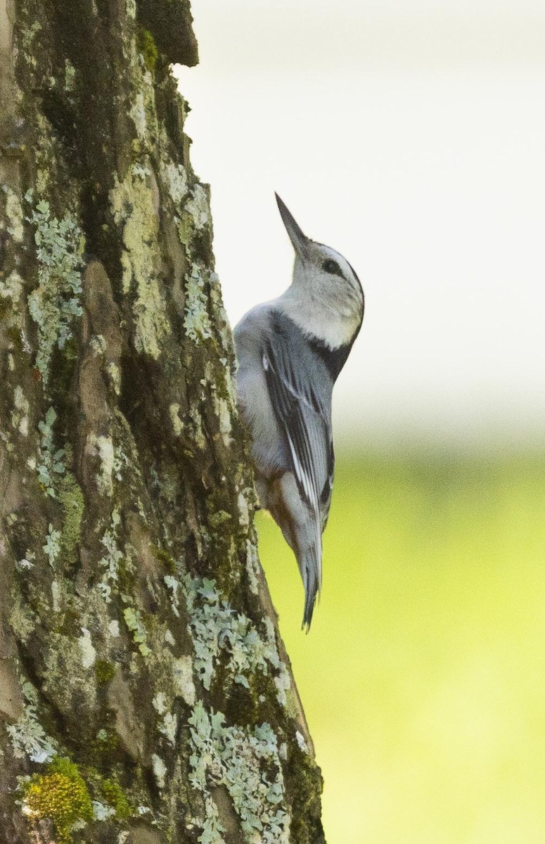 White-breasted Nuthatch - ML456988741