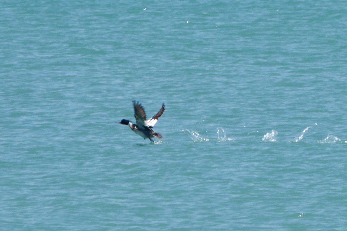 Red-breasted Merganser - ML456989761