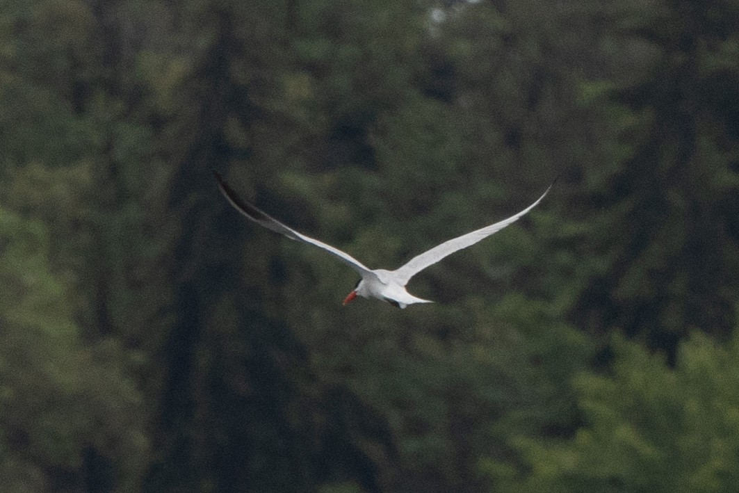 Caspian Tern - Kalpesh Krishna