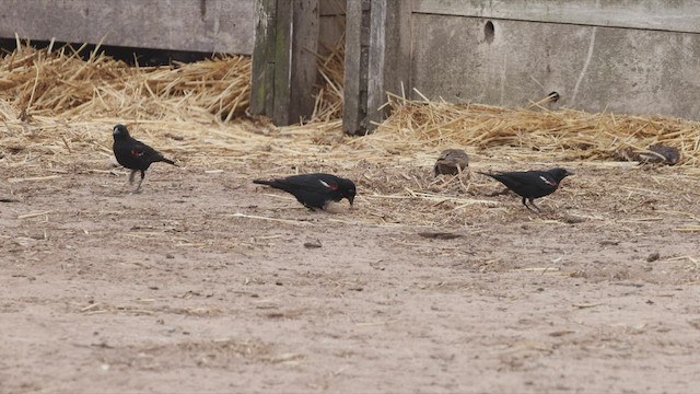 Tricolored Blackbird - ML456990211