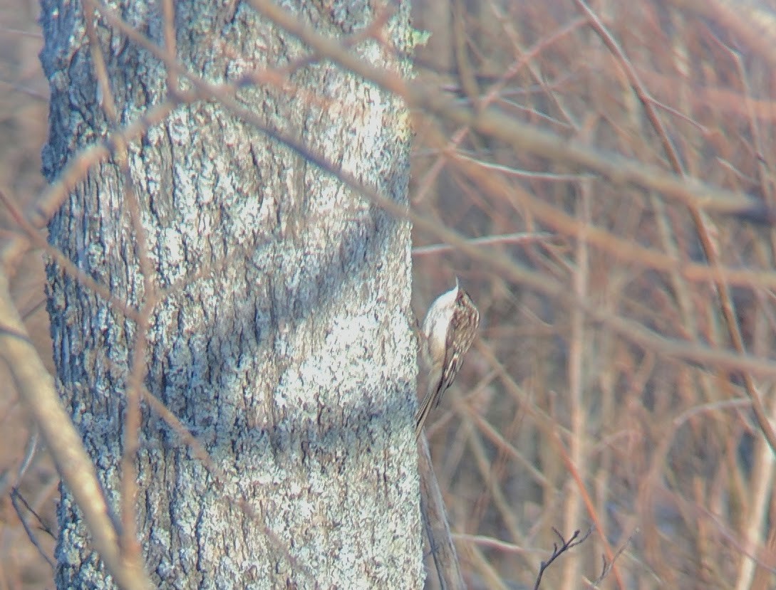 Brown Creeper - ML45699091