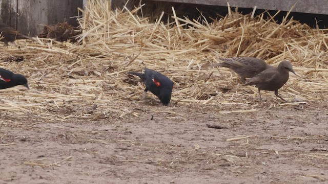 Tricolored Blackbird - ML456993771