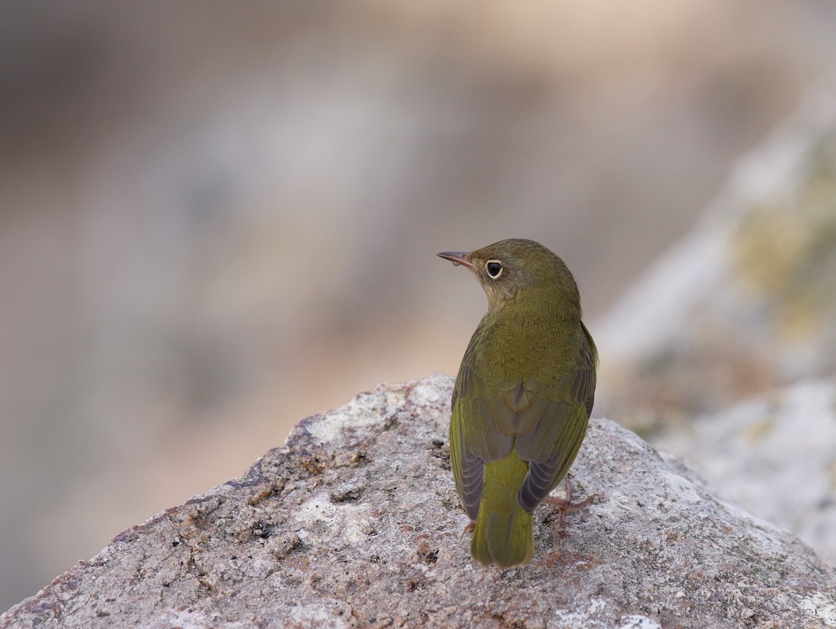 Connecticut Warbler - Matt Brady