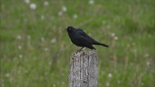 Brewer's Blackbird - ML456994321