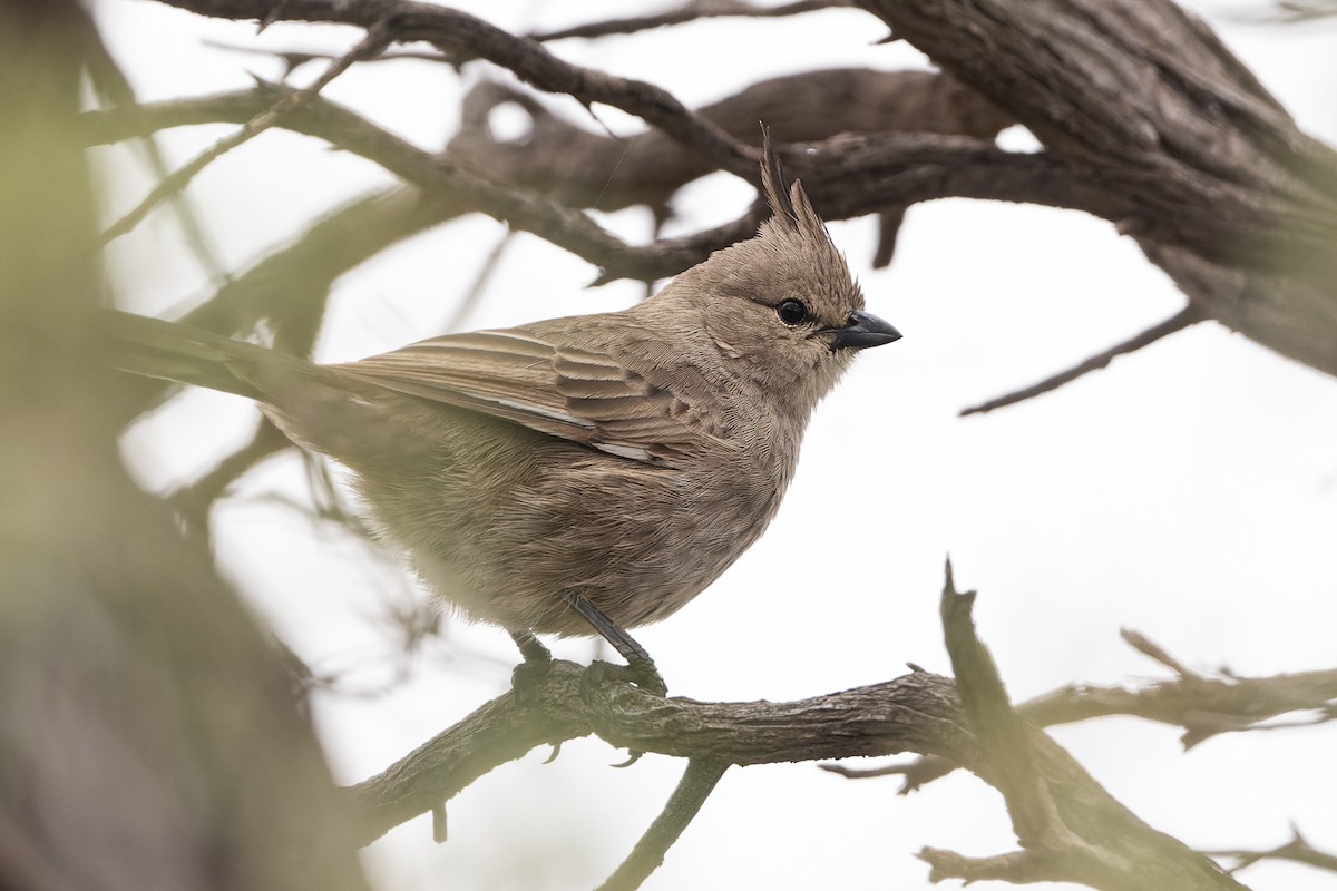Chirruping Wedgebill - John  Van Doorn