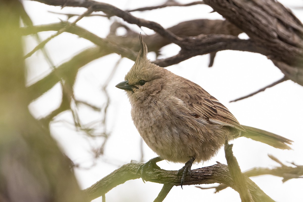 Chirruping Wedgebill - John  Van Doorn