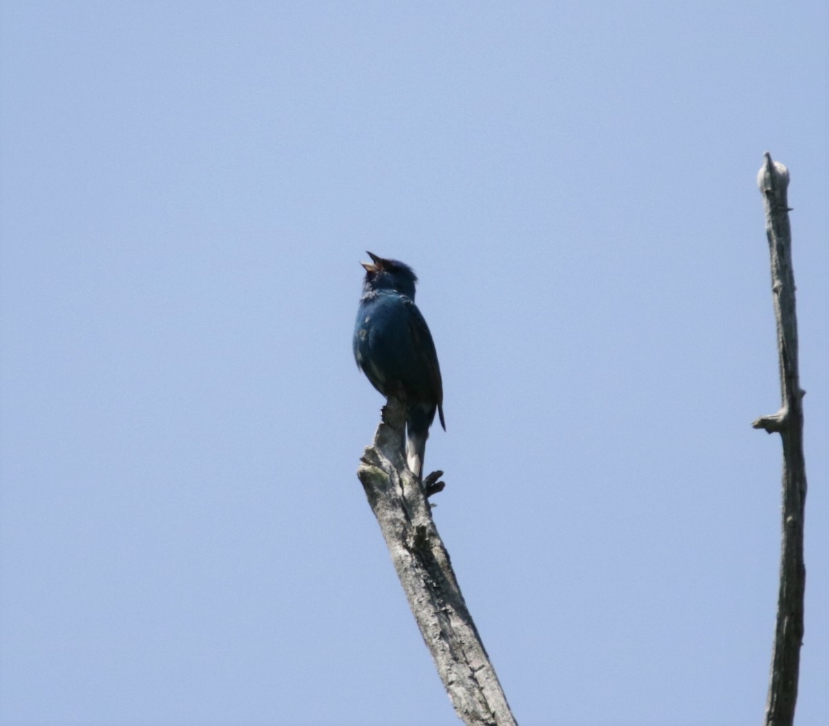 Passerin indigo - ML456997041