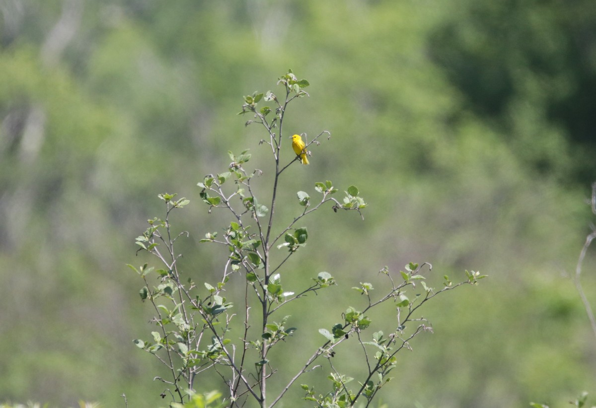 Paruline jaune - ML456997171