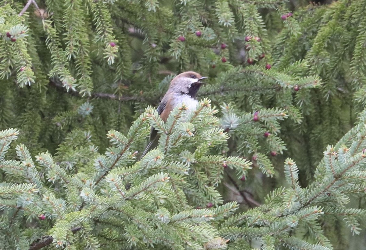 Boreal Chickadee - ML456997201