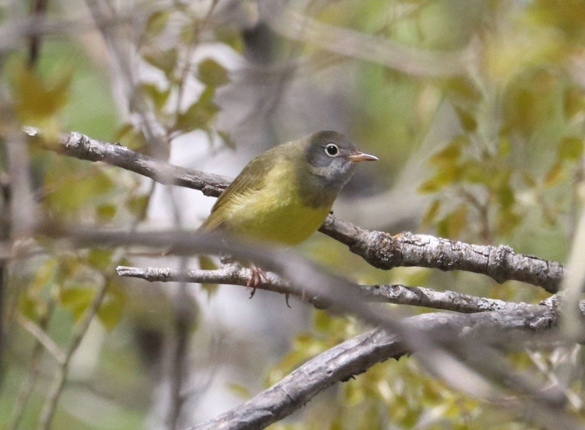 Connecticut Warbler - Aaron Hywarren