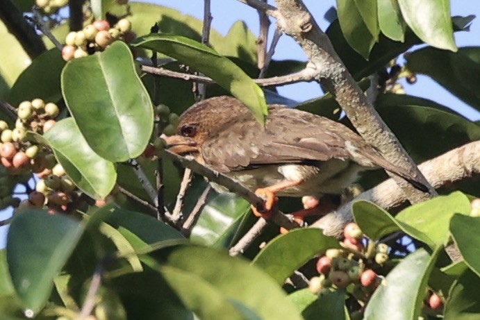 Sooty Barbet - ML456997661