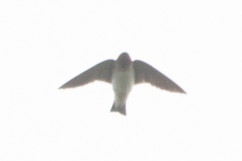 Cliff Swallow - Kalpesh Krishna