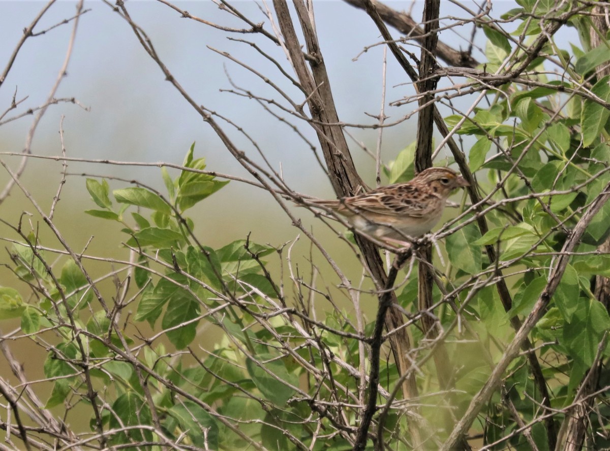 Grasshopper Sparrow - ML456998511