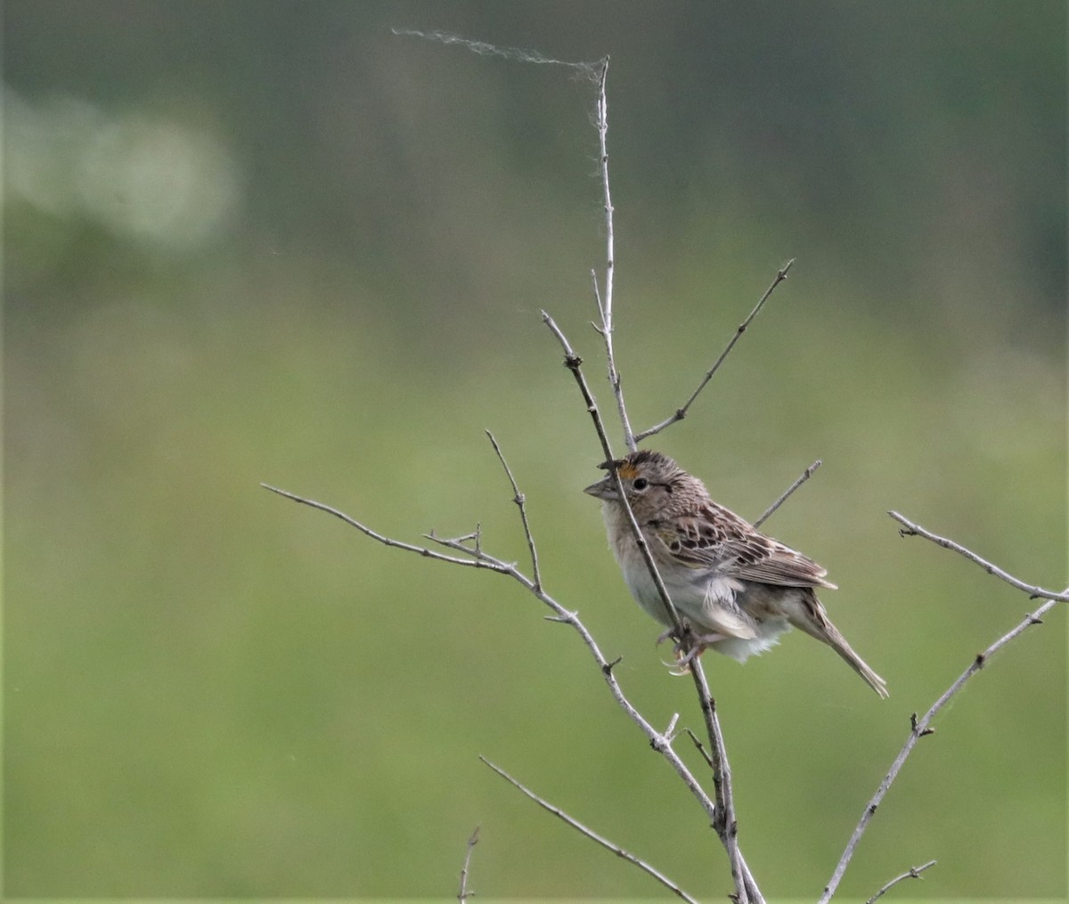 Grasshopper Sparrow - ML456998551
