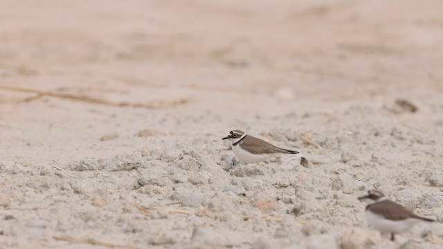 Little Ringed Plover (curonicus) - ML456998571