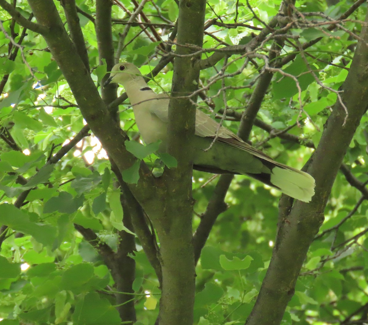 Eurasian Collared-Dove - ML456999211