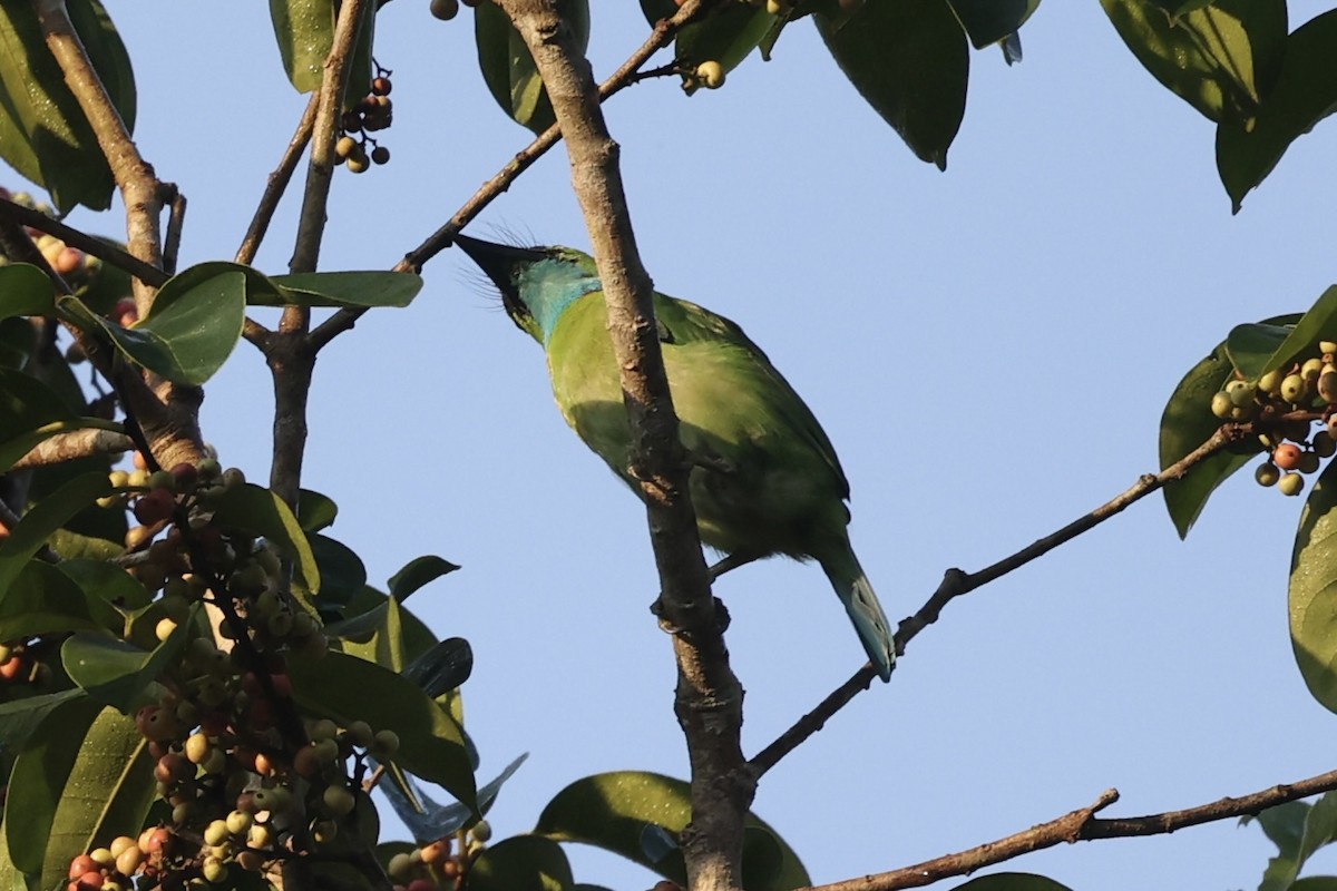 Yellow-crowned Barbet - ML456999301