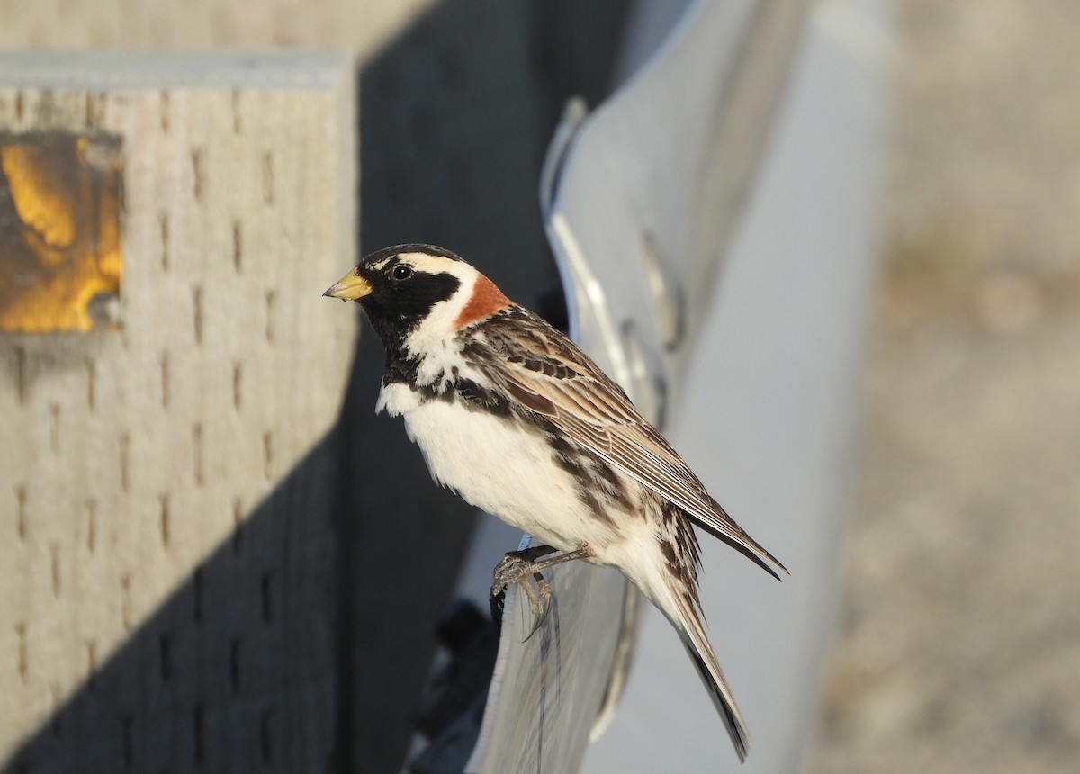 Lapland Longspur - ML456999931