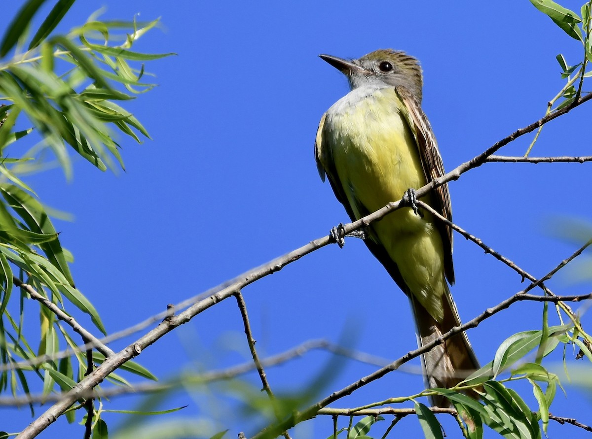 Great Crested Flycatcher - Claudia Nielson