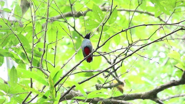 Western Hooded Pitta - ML457001061