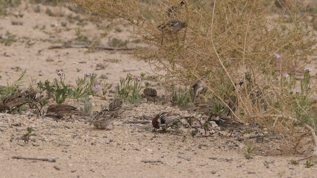 Spanish Sparrow - ML457001281