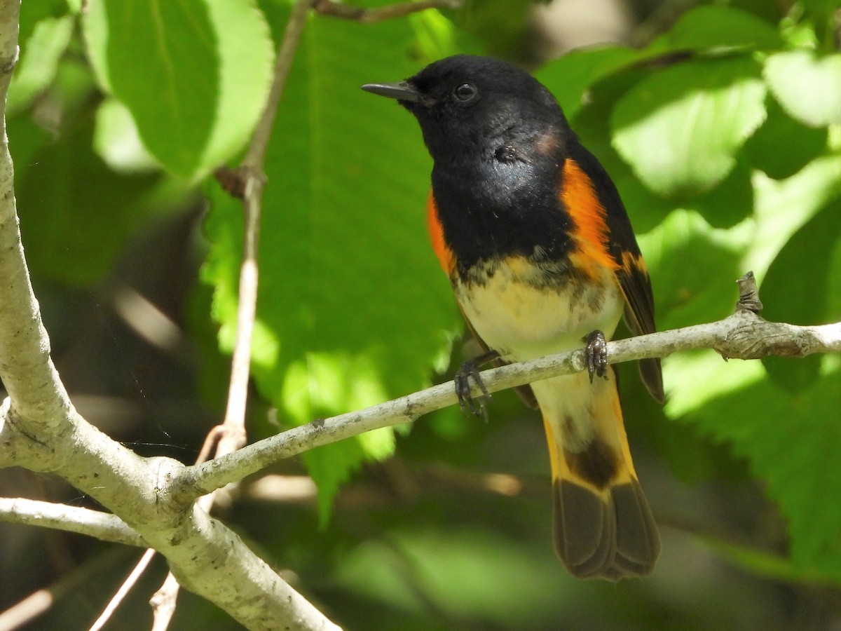 American Redstart - ML457001701