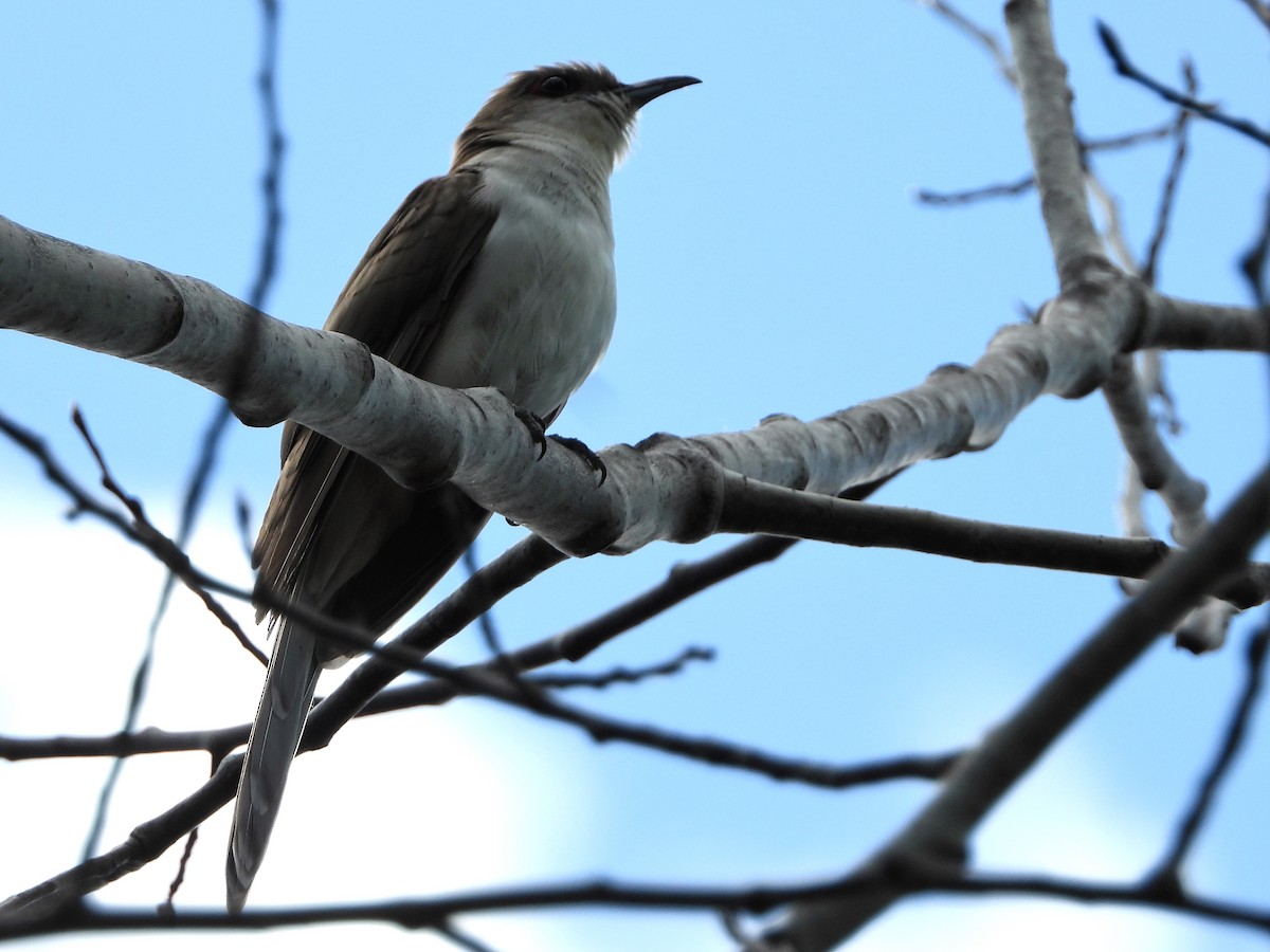 Black-billed Cuckoo - Doug Emlin